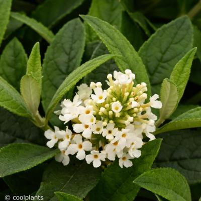 buddleja-little-rockstars-white
