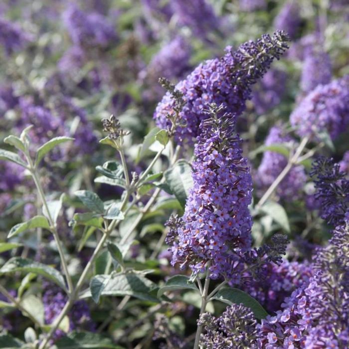 Buddleja 'Lochinch' plant