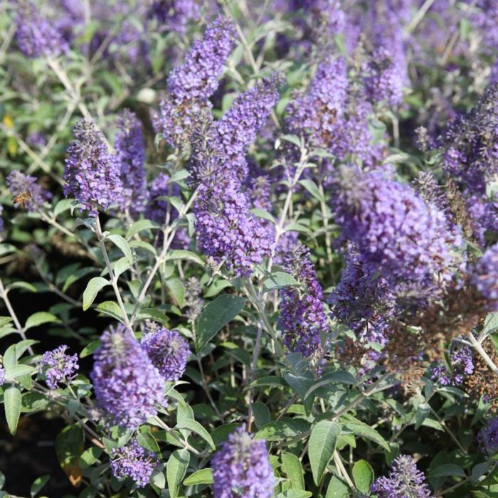 Buddleja 'Lochinch' plant