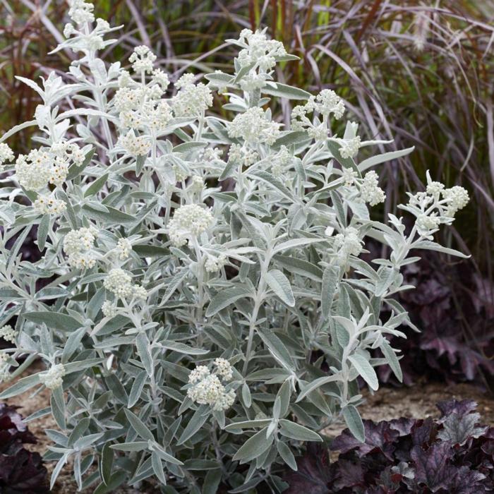 Buddleja 'Silver Anniversary' plant