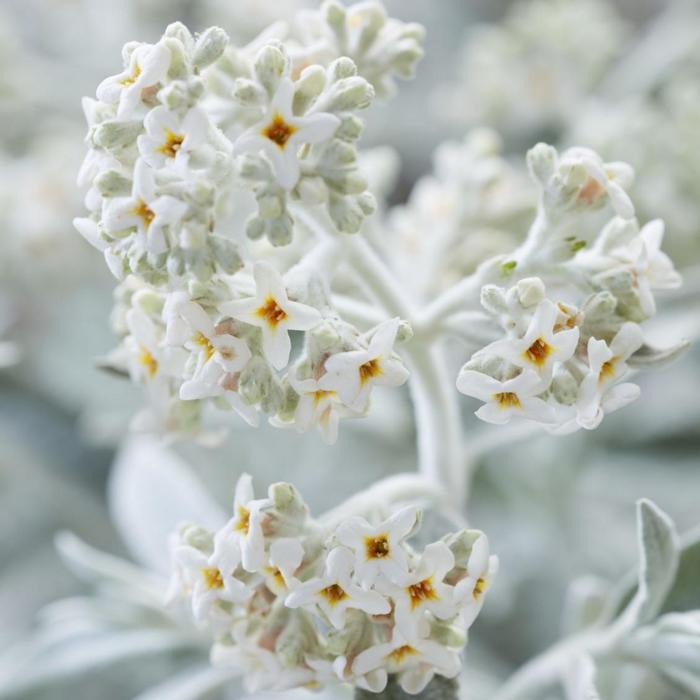 Buddleja 'Silver Anniversary' plant