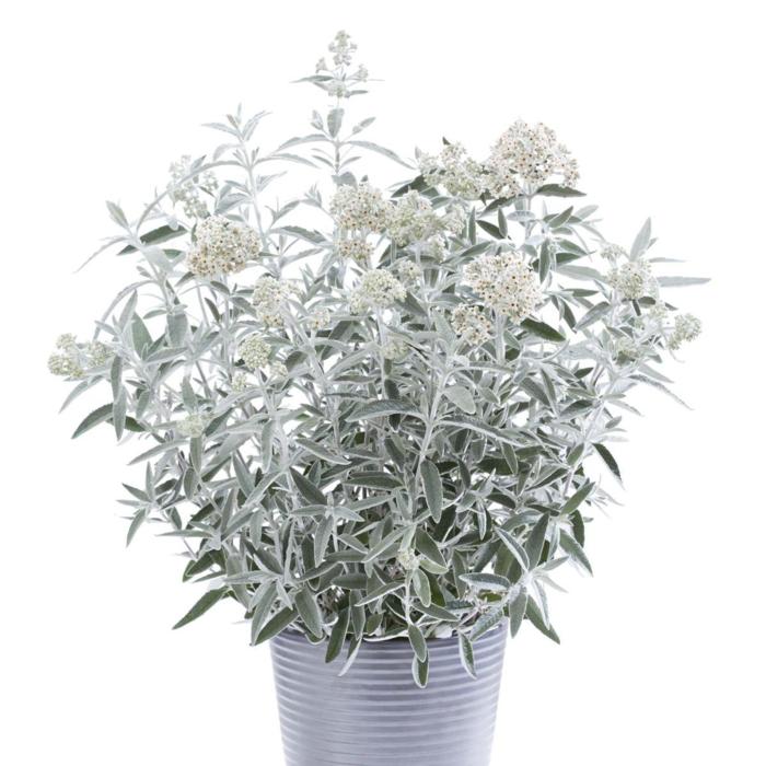 Buddleja 'Silver Anniversary' plant