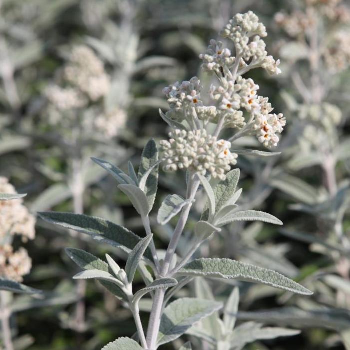 Buddleja 'Silver Anniversary' plant