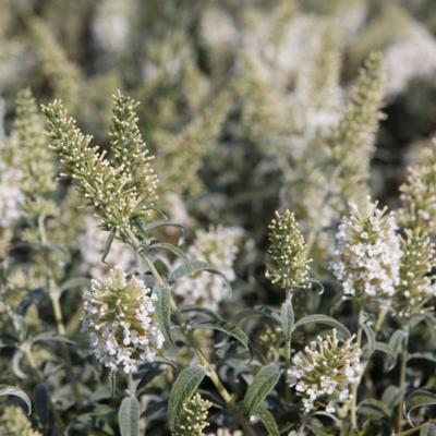 buddleja-white-ball