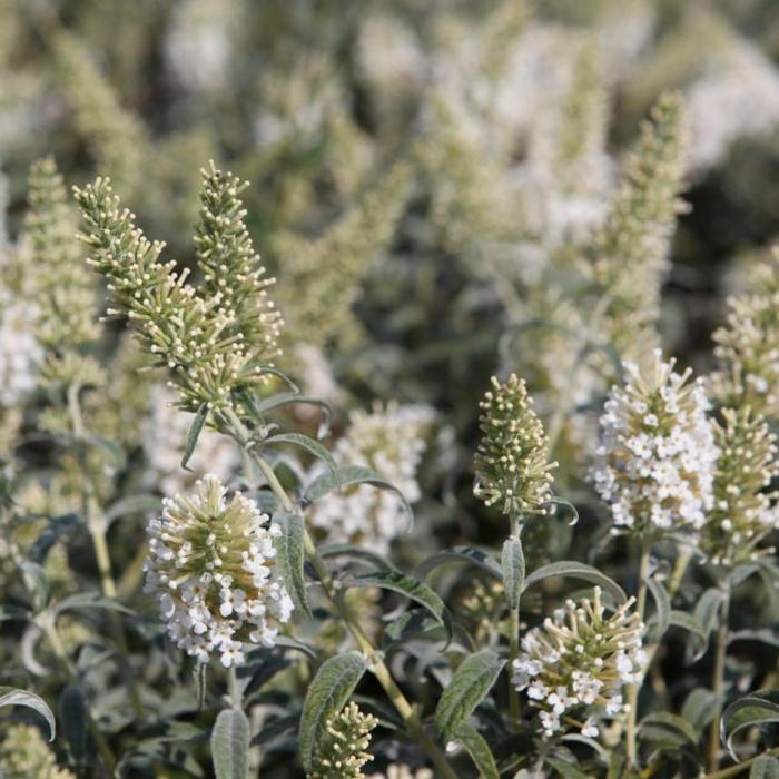 Buddleja 'White Ball' plant