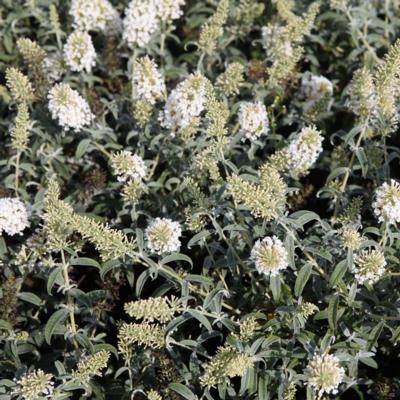 buddleja-white-ball