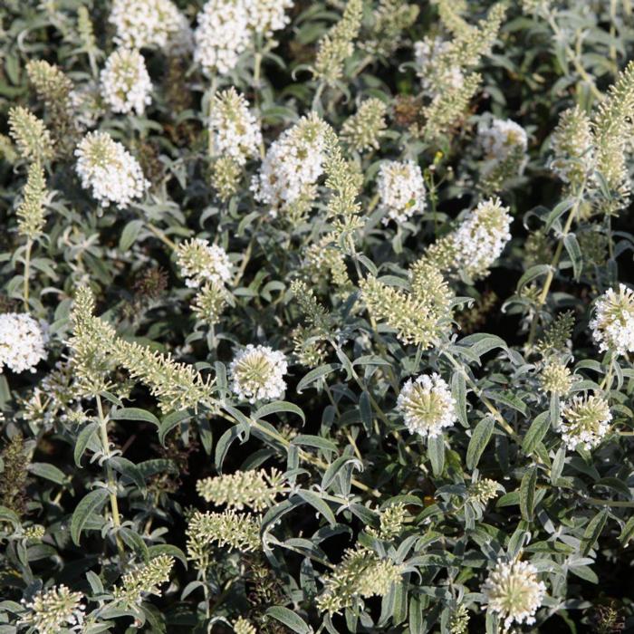 Buddleja 'White Ball' plant