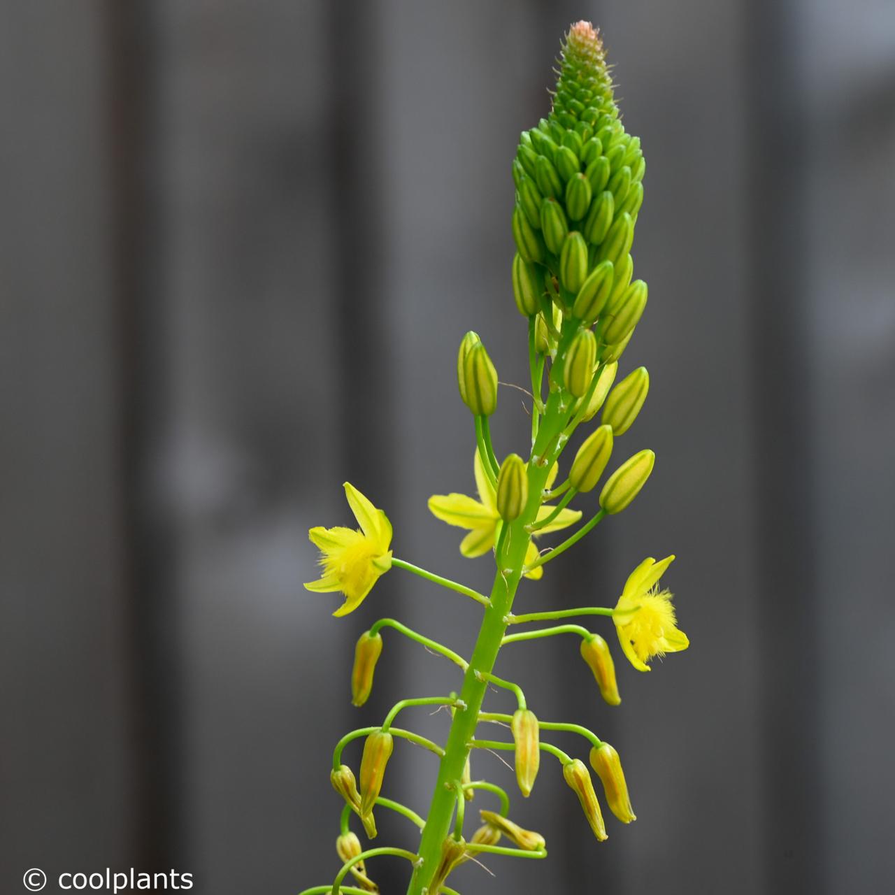 Bulbine frutescens (Yellow) plant