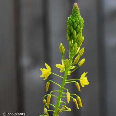 bulbine-frutescens-yellow