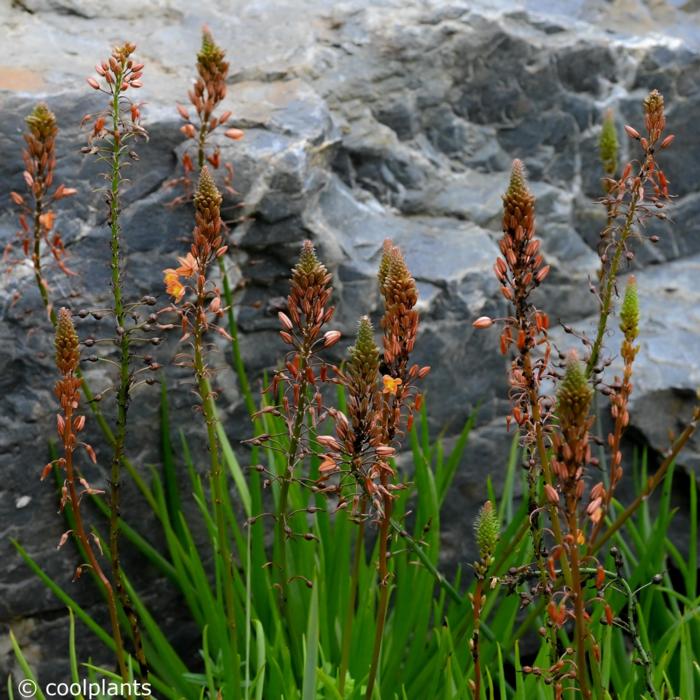 Bulbine frutescens plant