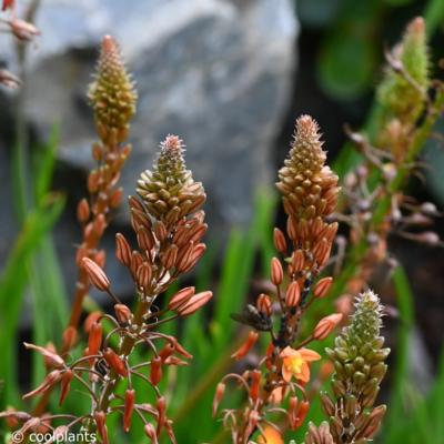 bulbine-frutescens