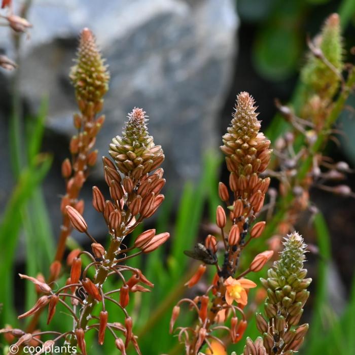 Bulbine frutescens plant