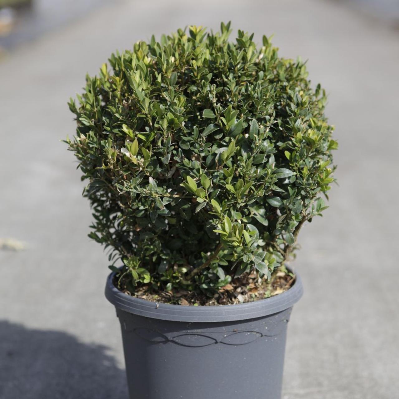 Buxus sempervirens plant