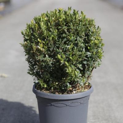 buxus-sempervirens