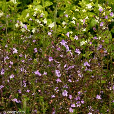 calamintha-nepeta-marvelette-blue