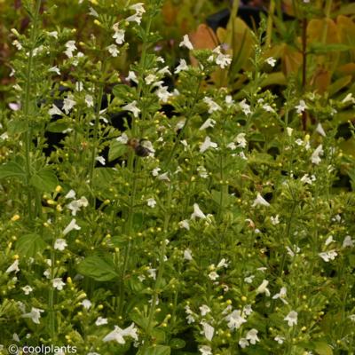 calamintha-nepeta-marvelette-white