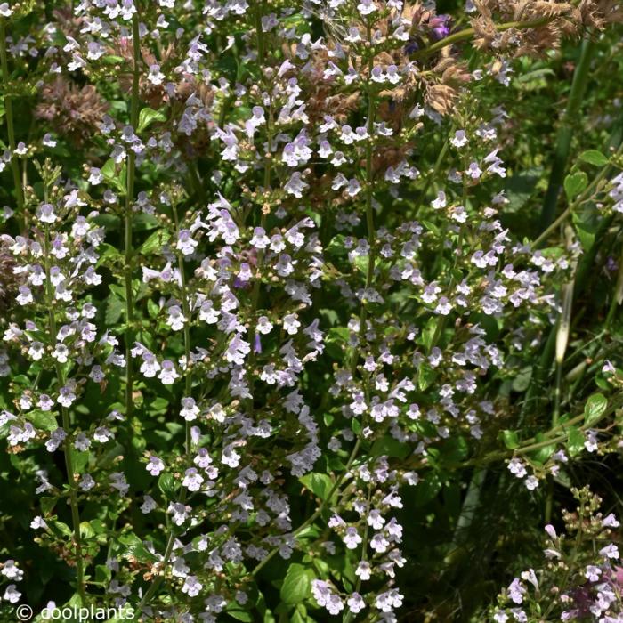 Calamintha nepeta ssp. nepeta plant