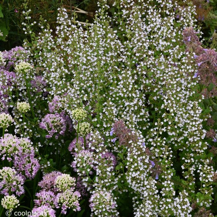 Calamintha nepeta ssp. nepeta plant