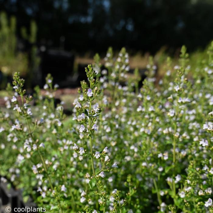 Calamintha nepeta ssp. nepeta plant