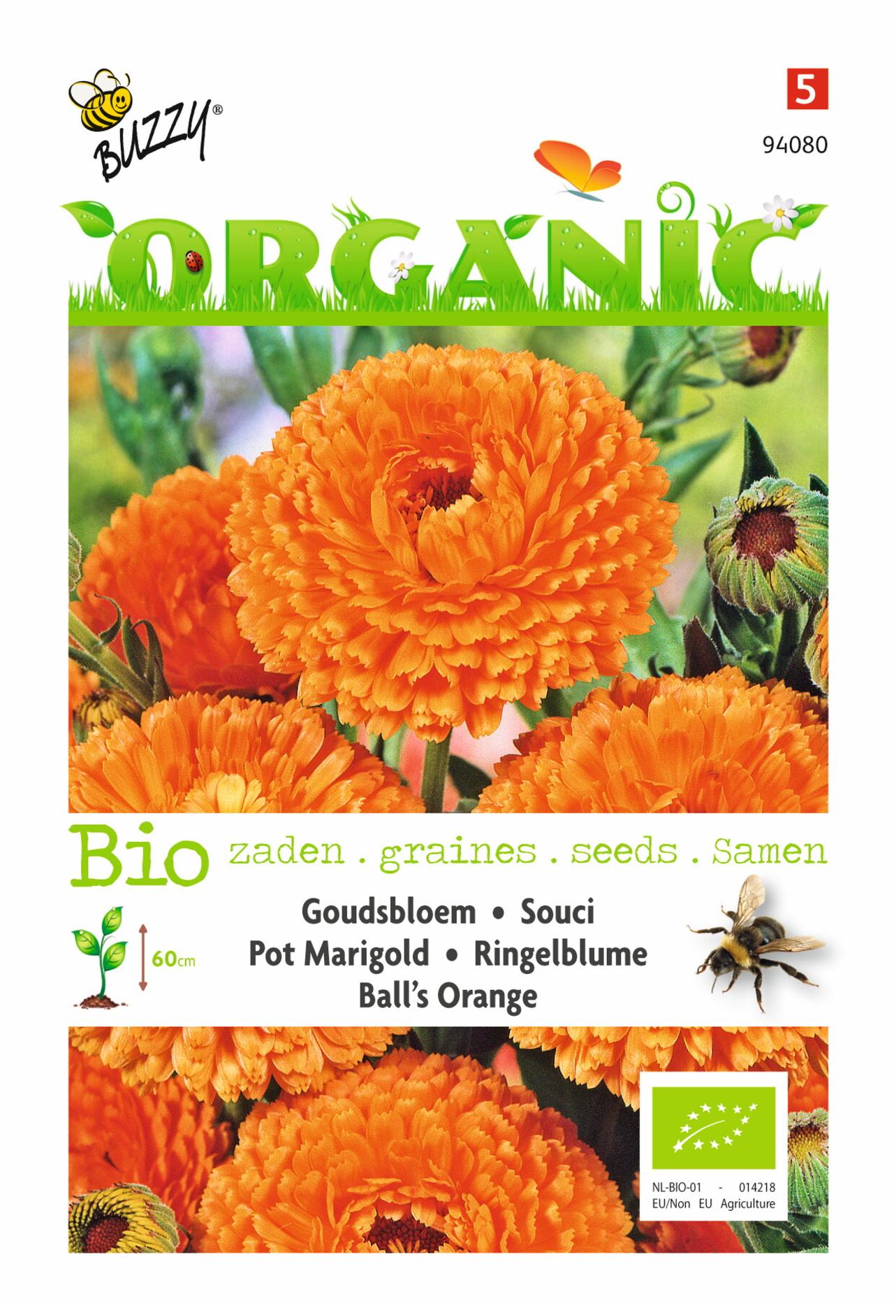 Calendula officinalis 'Ball's Orange' (BIO) plant