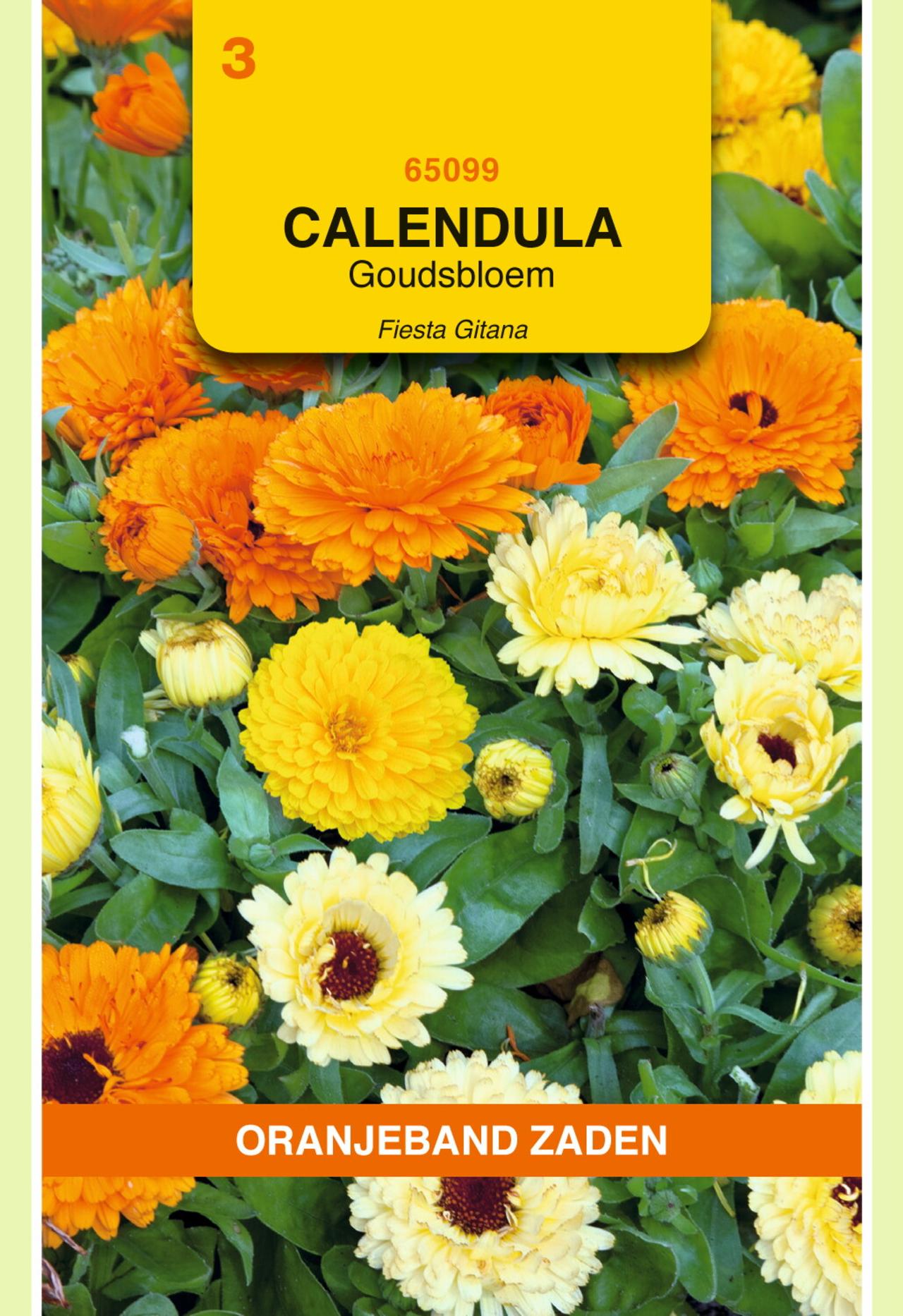 Calendula officinalis 'Fiesta Gitana' plant