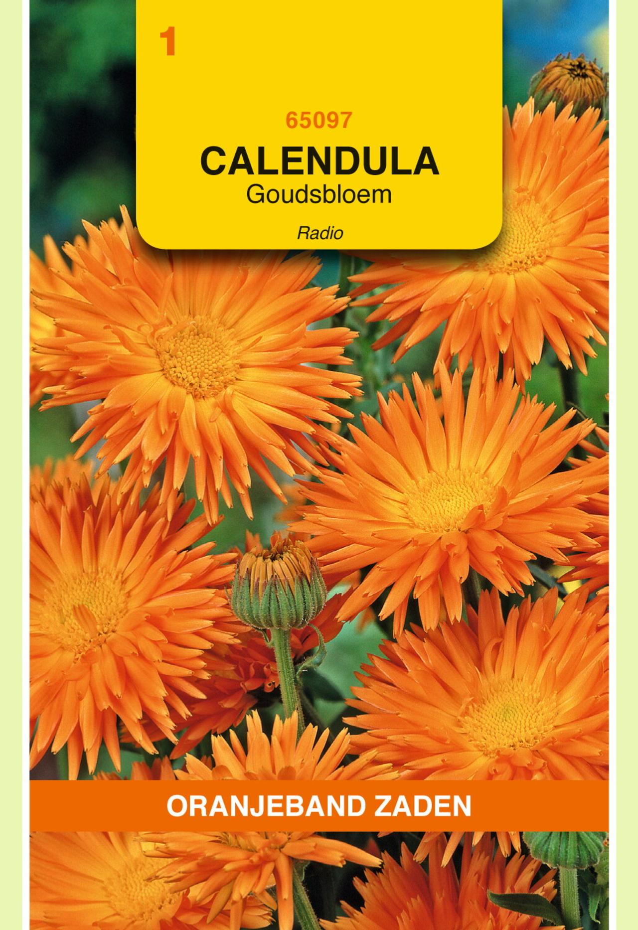 Calendula officinalis 'Radio' plant