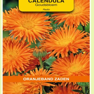 calendula-officinalis-radio