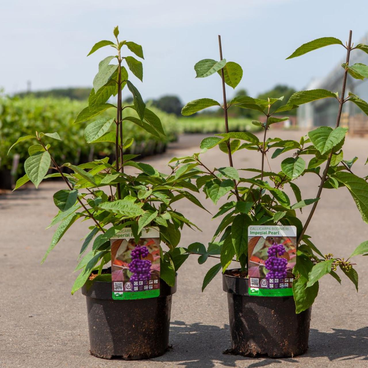 Callicarpa bodinieri 'Imperial Pearl' plant