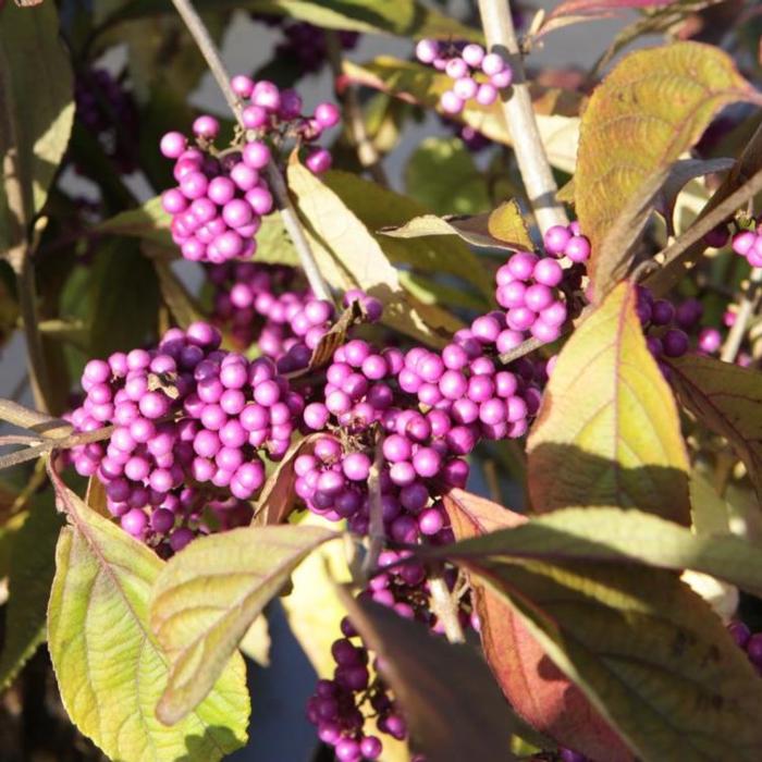 Callicarpa bodinieri 'Profusion' plant