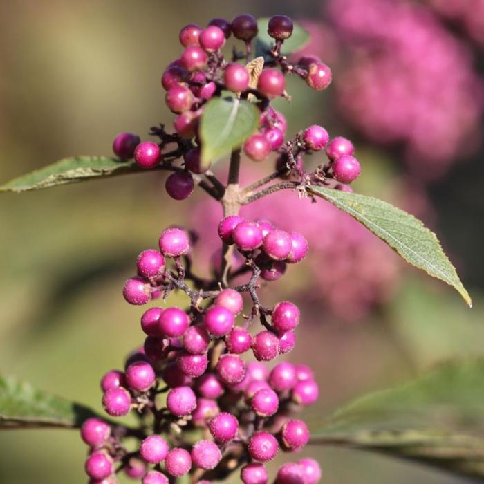 Callicarpa bodinieri 'Profusion' plant