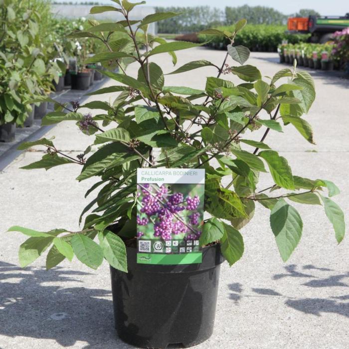 Callicarpa bodinieri 'Profusion' plant