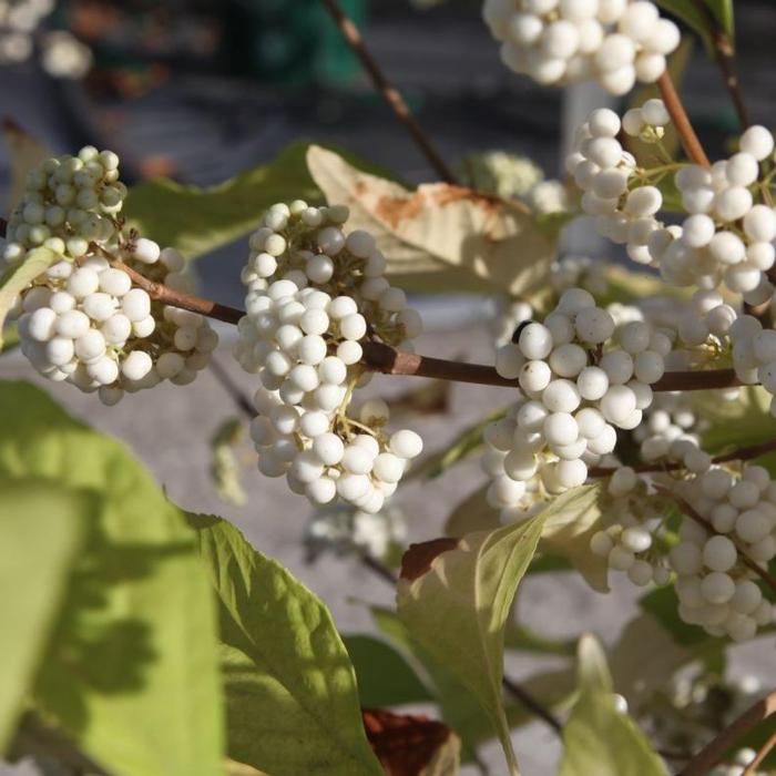 Callicarpa bodinieri Magical SNOWQUEEN plant