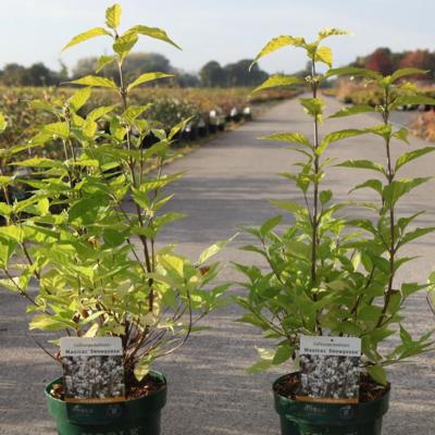 callicarpa-bodinieri-snowqueen