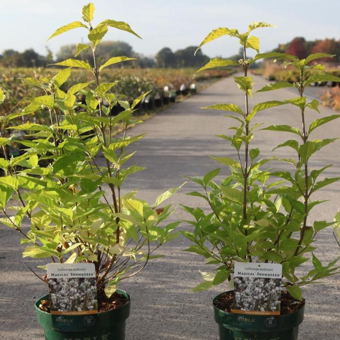 Callicarpa bodinieri Magical SNOWQUEEN plant