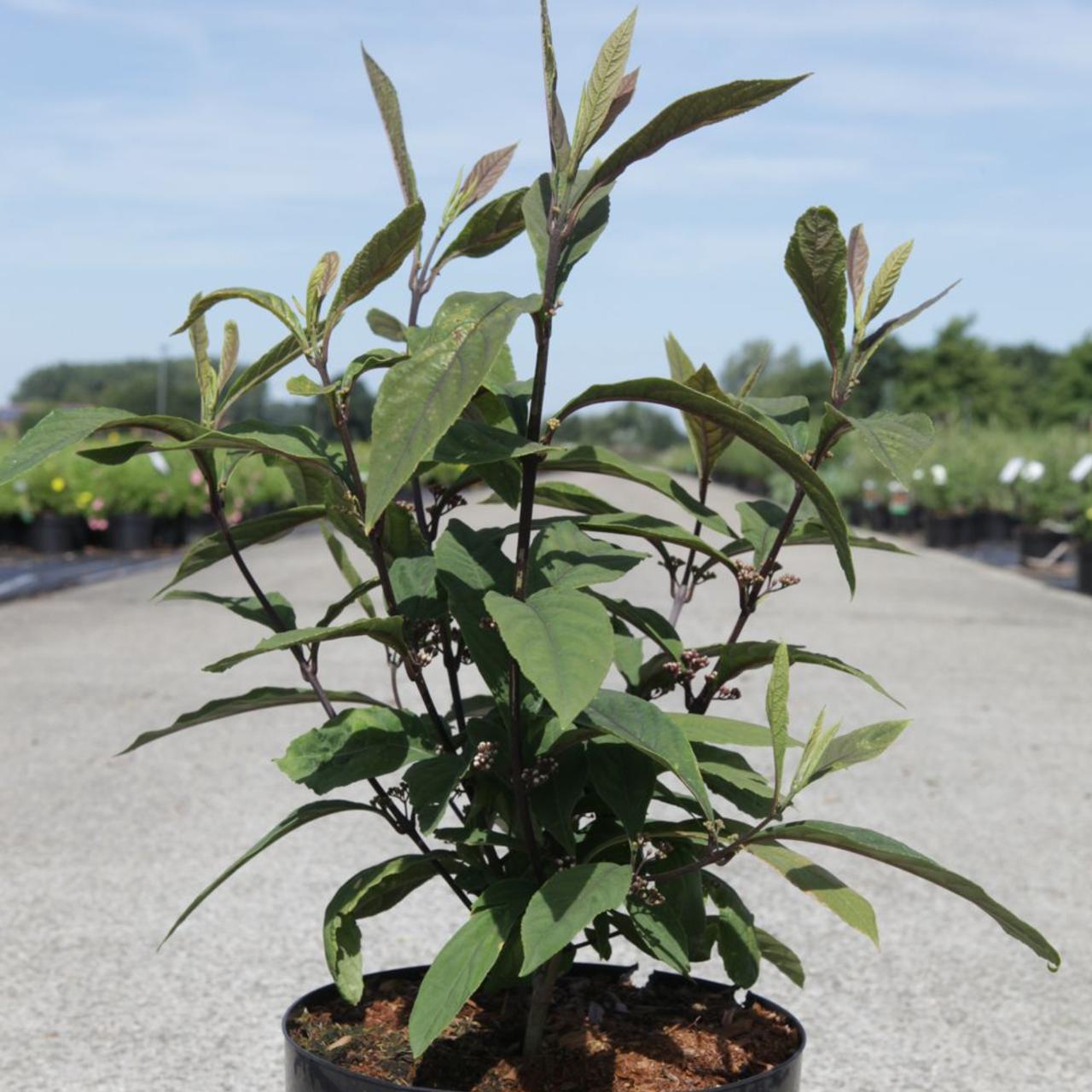 Callicarpa kwangtungensis plant