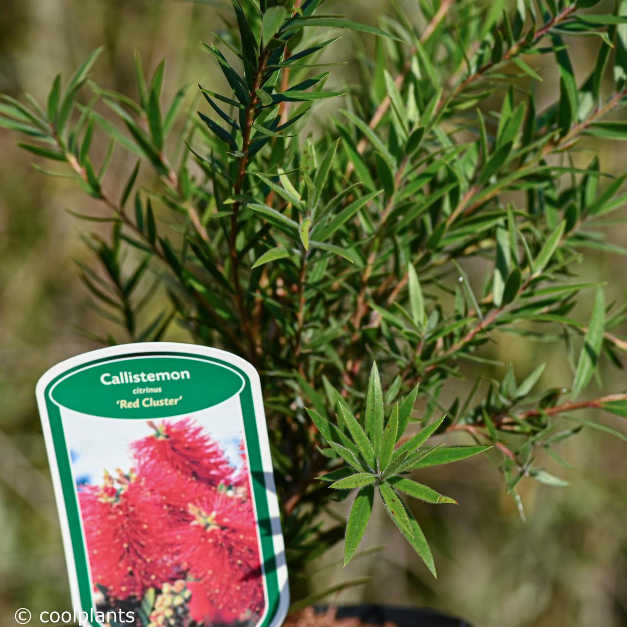 Callistemon citrinus 'Red Cluster' plant