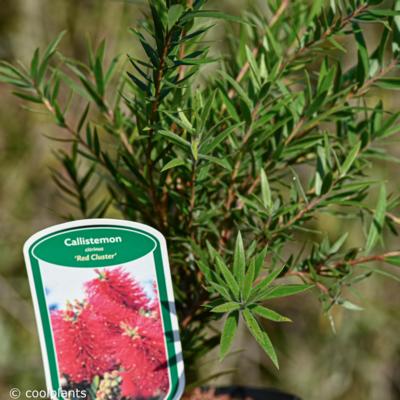 callistemon-citrinus-red-cluster