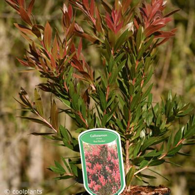 callistemon-red-rocket