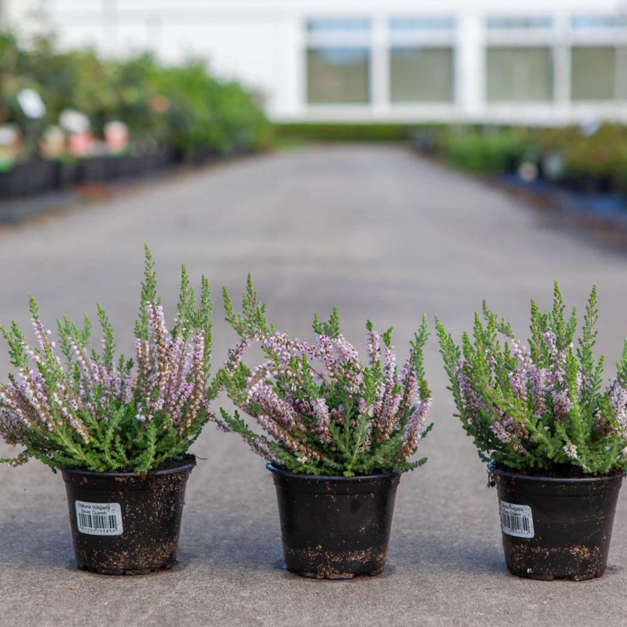 Calluna vulgaris plant