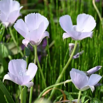 calochortus-cupido
