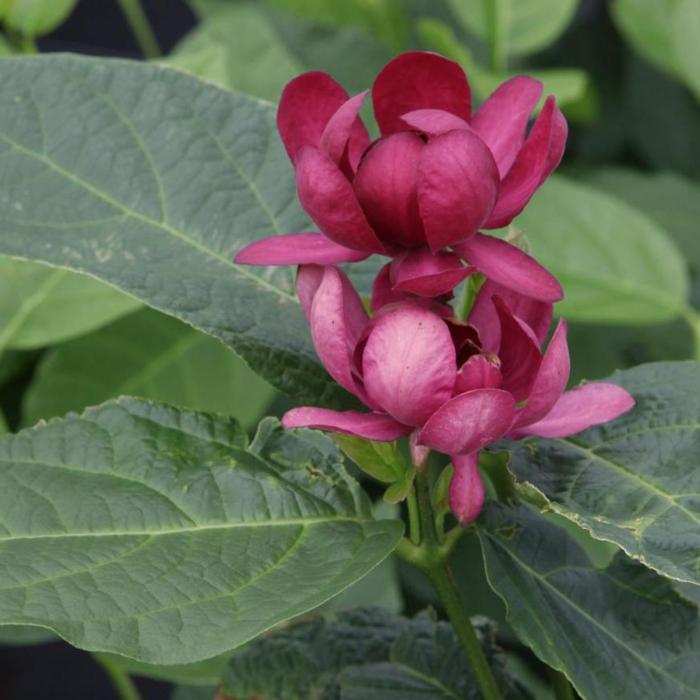 Calycanthus floridus 'Aphrodite' plant