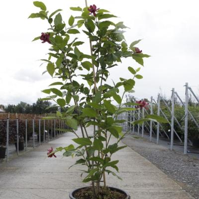 calycanthus-floridus-aphrodite