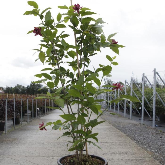 Calycanthus floridus 'Aphrodite' plant