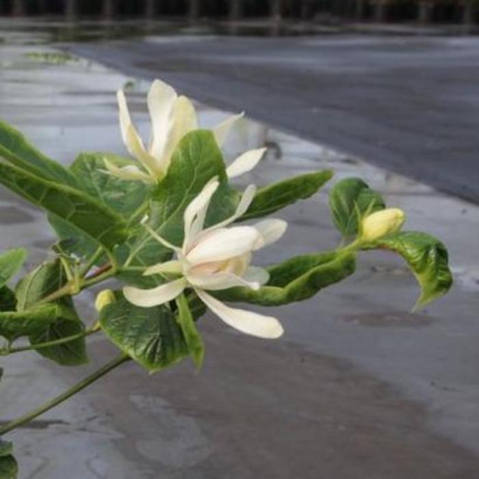 Calycanthus floridus plant