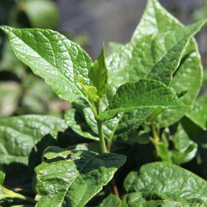 Calycanthus floridus plant