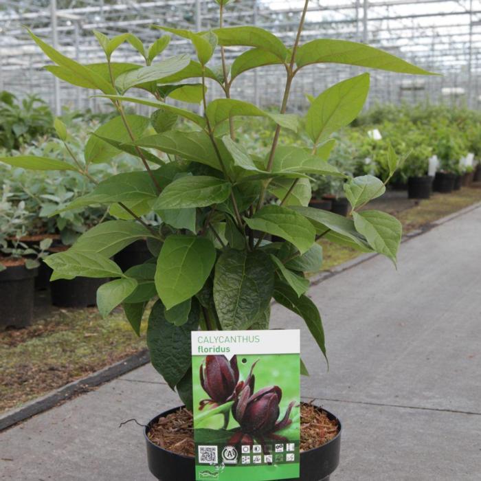 Calycanthus floridus plant