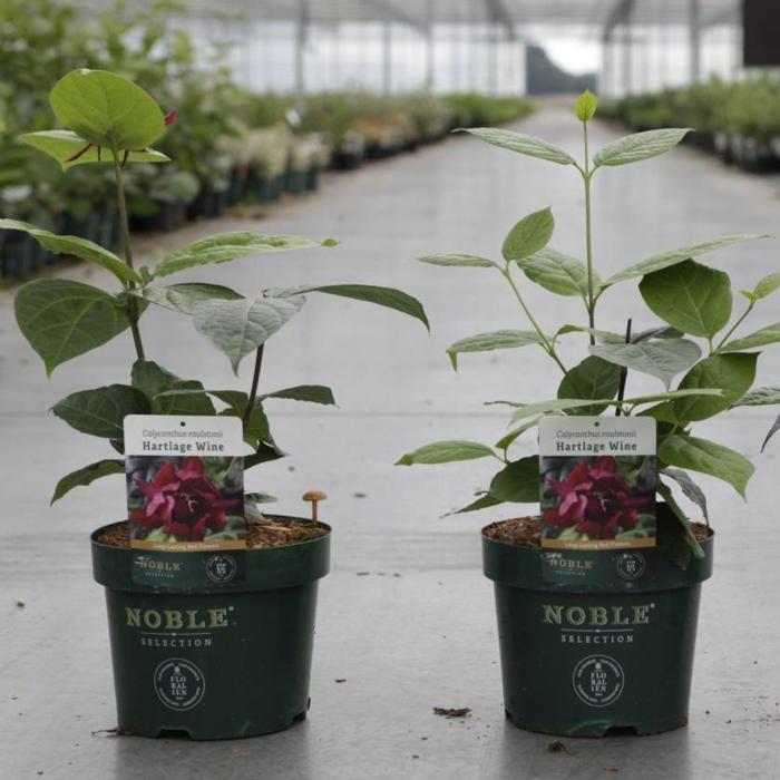 Calycanthus raulstonii 'Hartlage Wine' plant