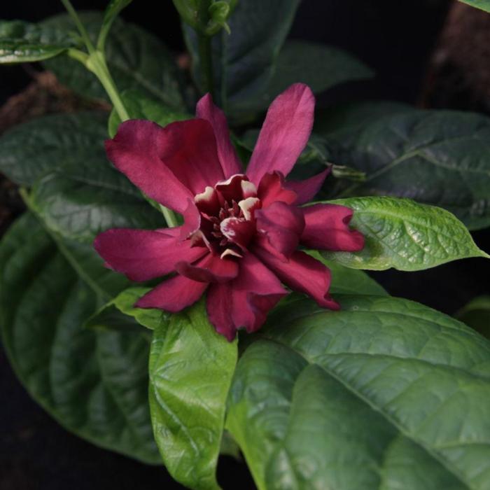 Calycanthus raulstonii 'Hartlage Wine' plant