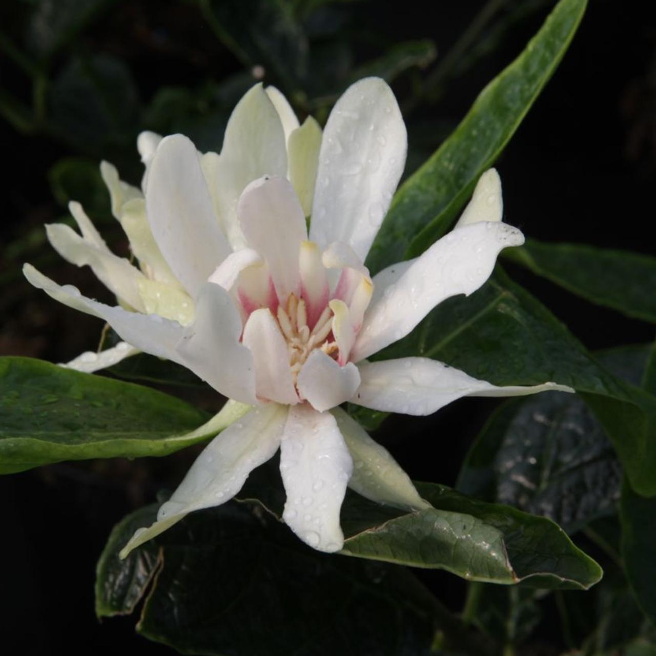 Calycanthus 'Venus' plant