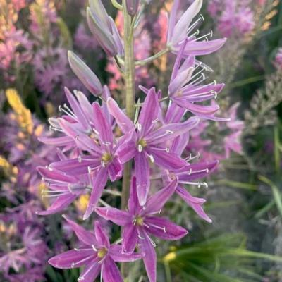camassia-candy-candle
